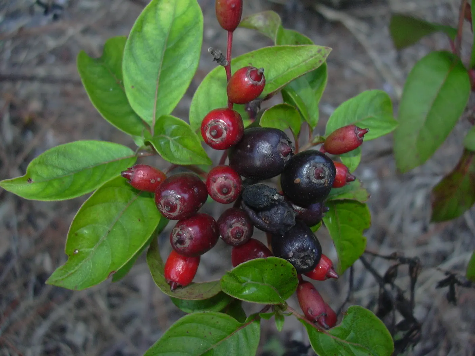 Firecracker Bush (Hamelia Patens) — or as part of a mixed border to provide textural contrast; offers year-round interest with its evergreen, image 84