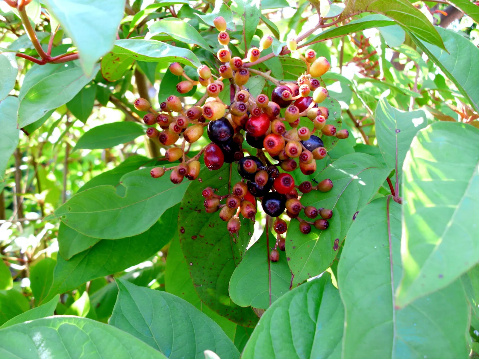Firecracker Bush (Hamelia Patens) — a vibrant perennial shrub; ranging in size from 3 to 5 feet in width and reaching heights of up to 5 to 8 feet