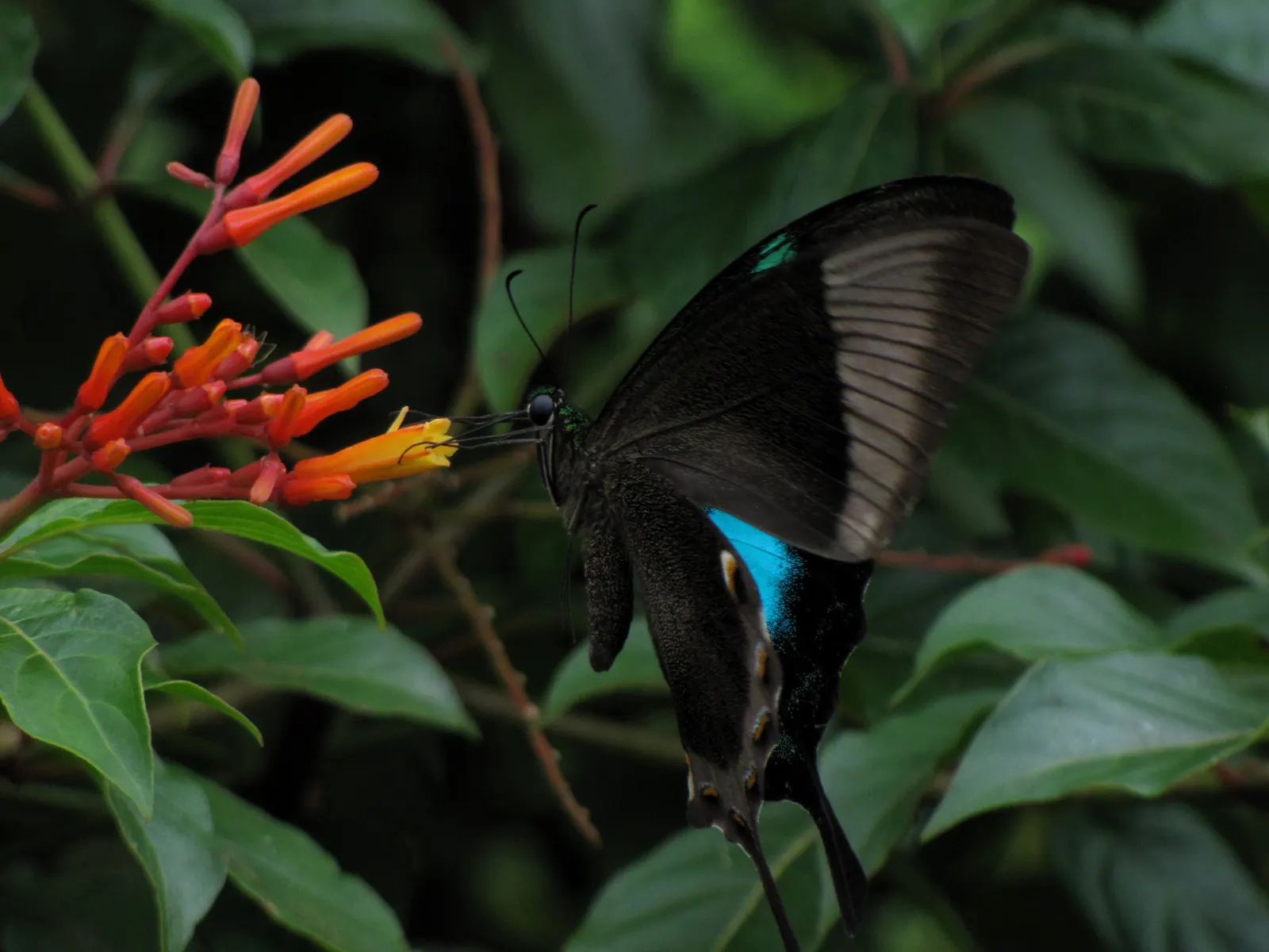 Firecracker Bush (Hamelia Patens) — black fruits are a favorite for birds; shrub for full or half