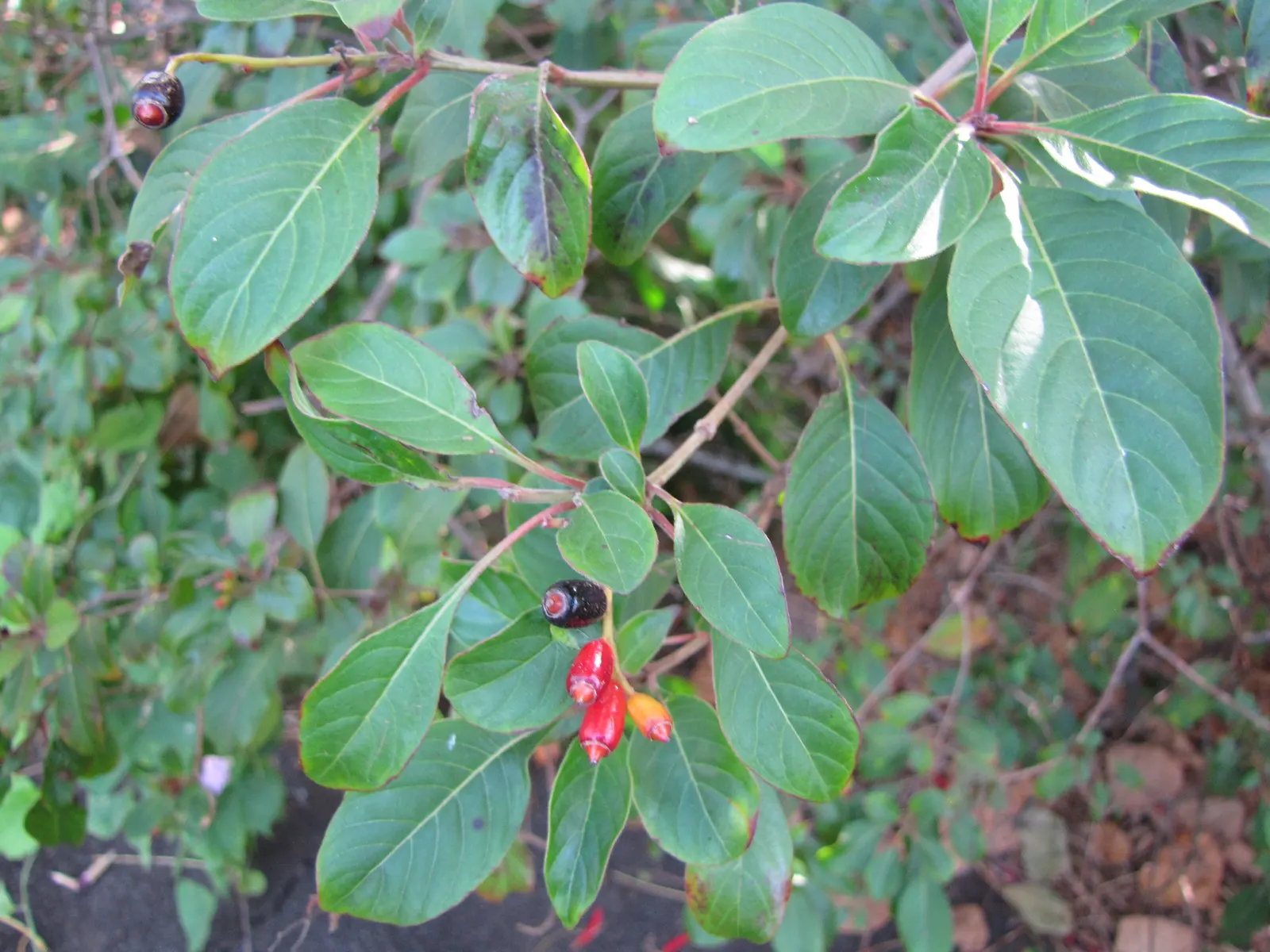 Firecracker Bush (Hamelia Patens) — It requires moderate watering and well-drained soil, adding exotic flair to any landscape design; black fruits are a
