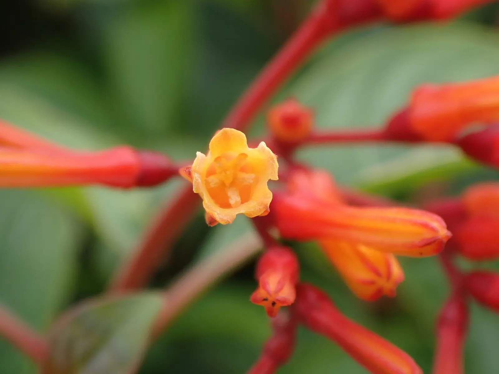 Firecracker Bush (Hamelia Patens) — adding ecological value to your garden.<br><br>Ideally suited for USDA Zones 8 to 11; bright green leaves, image 77