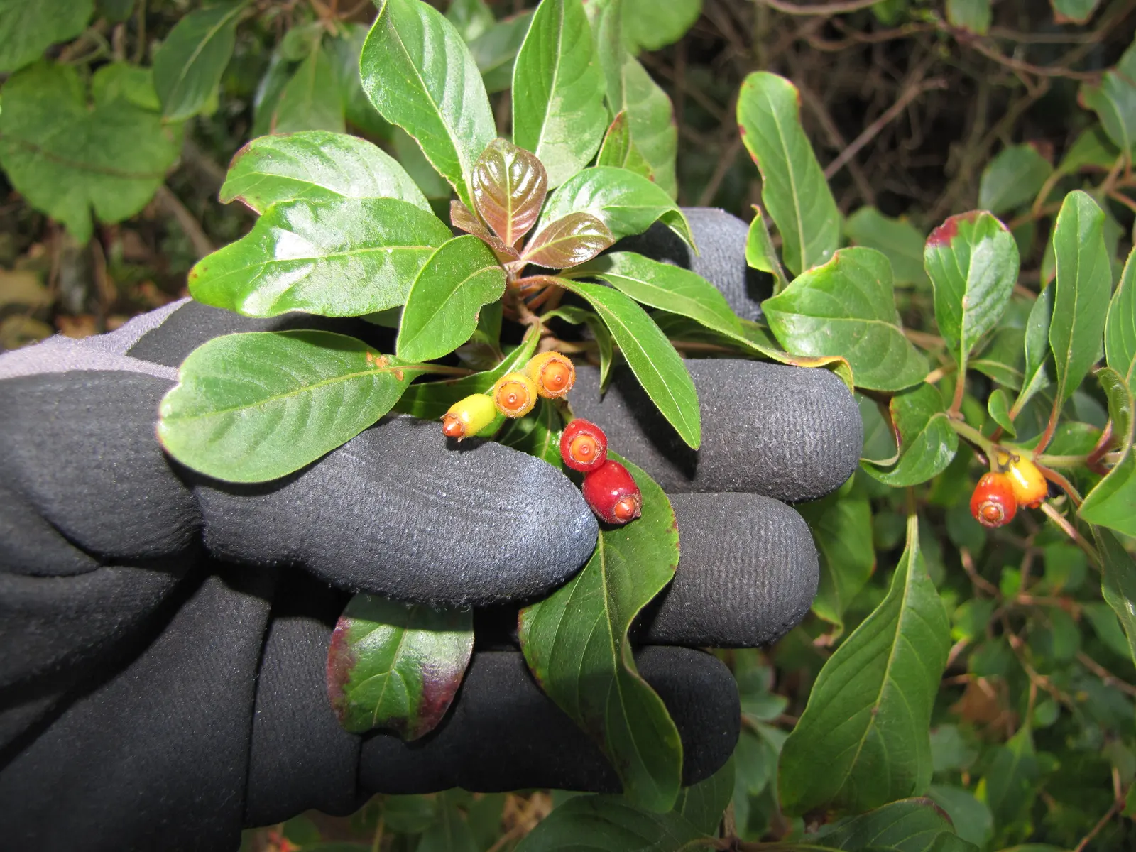 Firecracker Bush (Hamelia Patens) — in mass plantings for a dramatic effect