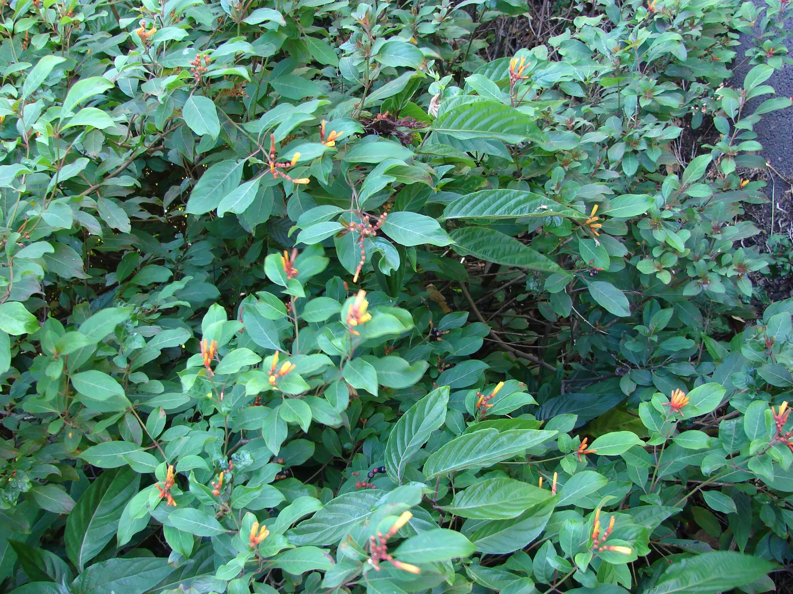 Firecracker Bush (Hamelia Patens) — ranging in size from 3 to 5 feet in width and reaching heights of up to 5 to 8 feet