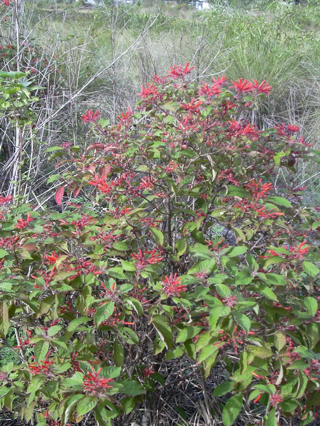 Firecracker Bush (Hamelia Patens) — It requires well-draining soil and is moderately drought-tolerant once established, demanding minimal watering; peaking in