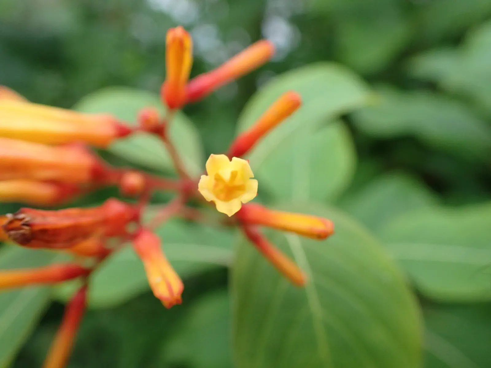 Firecracker Bush (Hamelia Patens) — shrub for full or half; or as part of a mixed border to provide textural contrast, image 87