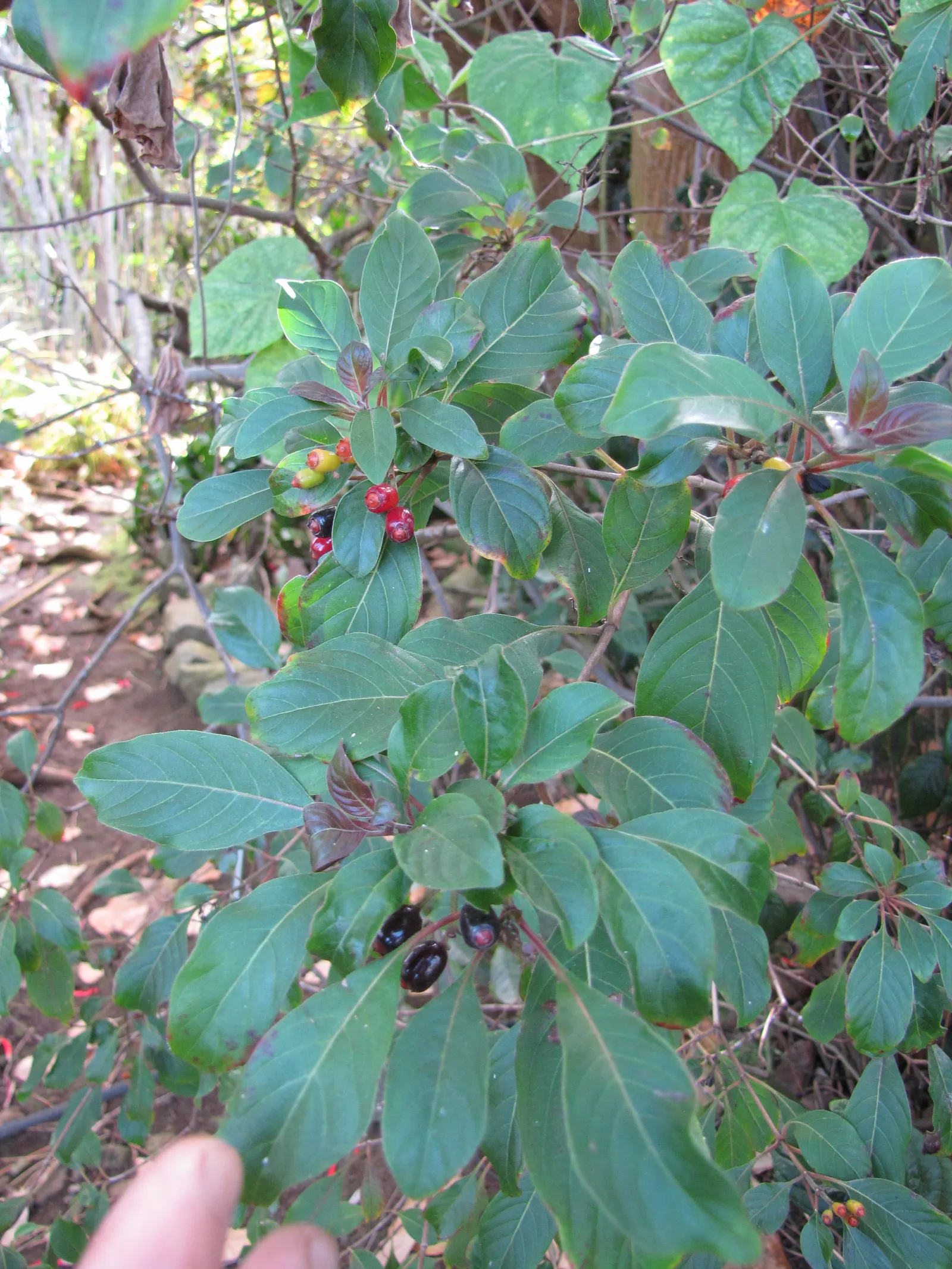 Firecracker Bush (Hamelia Patens) — which appear predominantly throughout the summer and fall, image 44