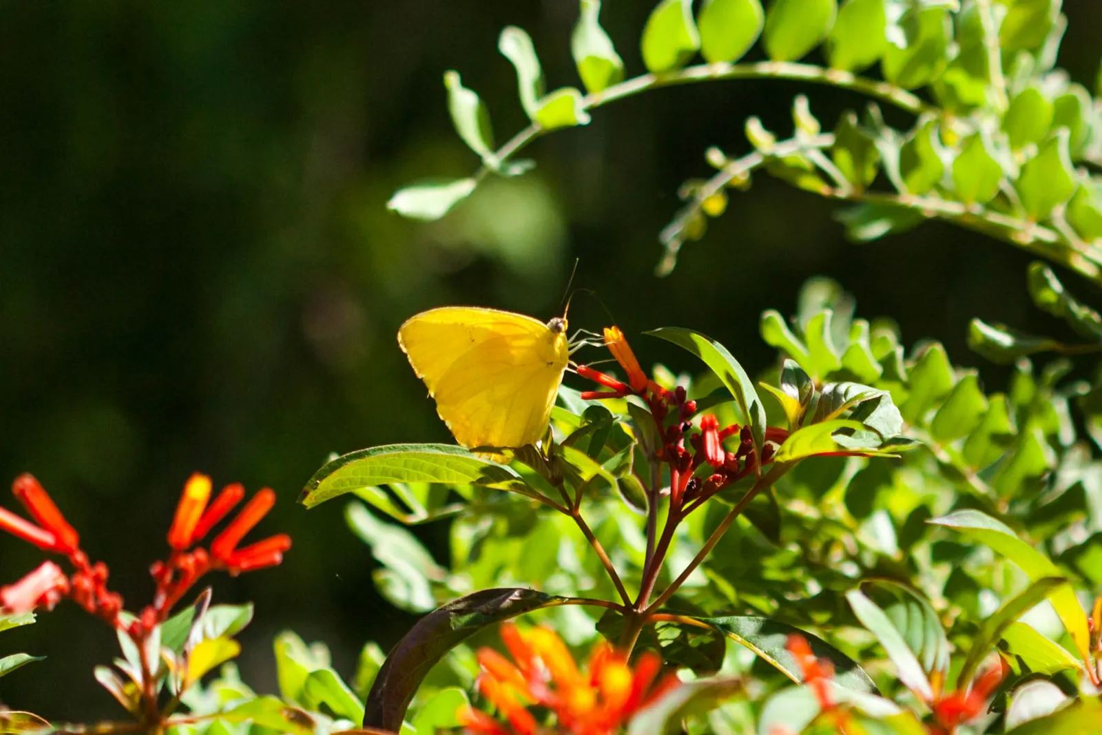 Firecracker Bush (Hamelia Patens) — in mass plantings for a dramatic effect; orange and red flowers in the garden, image 83