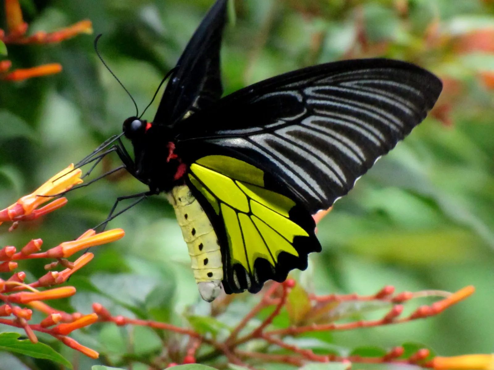 Firecracker Bush (Hamelia Patens) — scientifically known as Hamelia patens; consider its use as a specimen plant