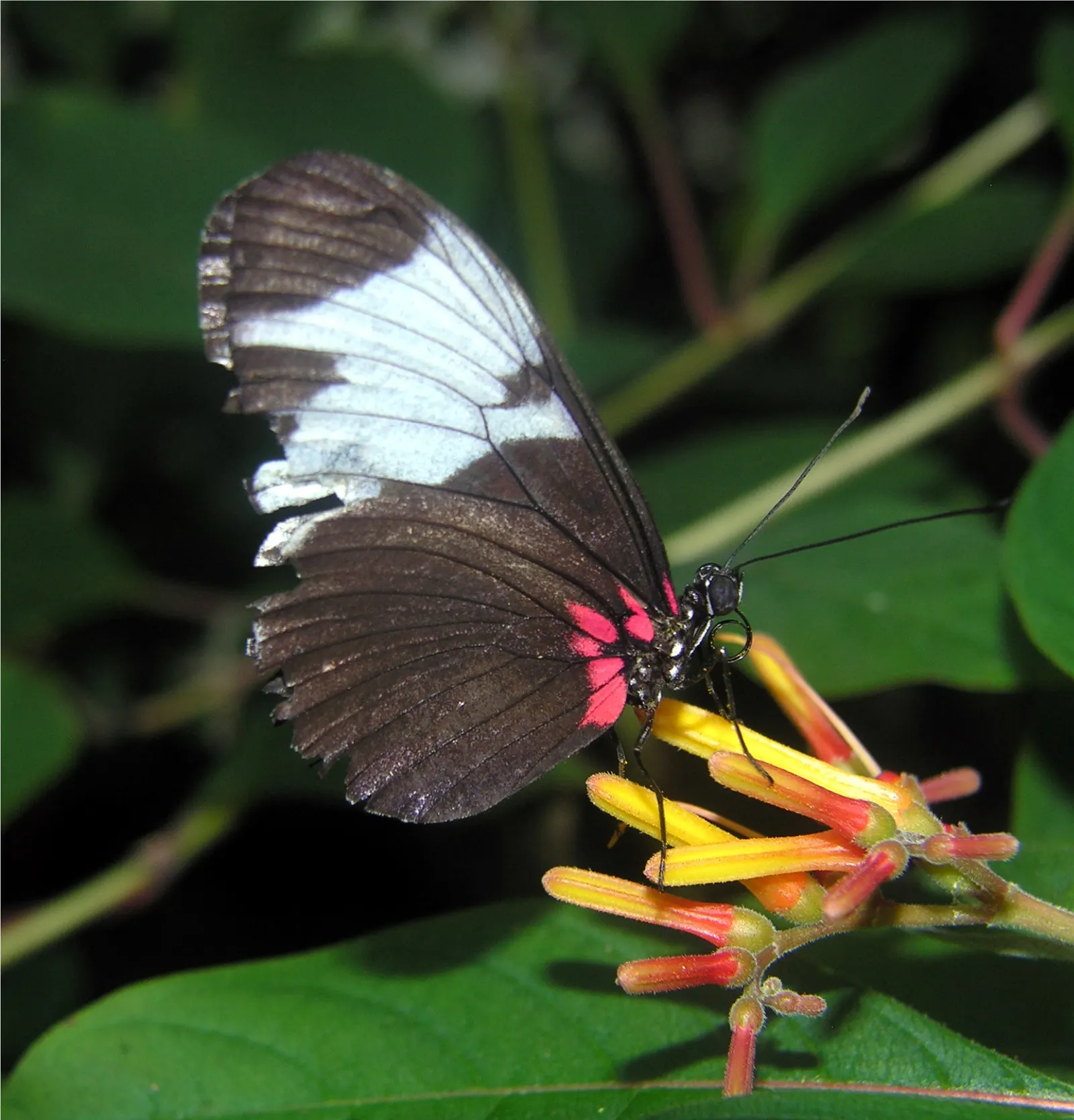 Firecracker Bush (Hamelia Patens) — displaying the best color in brighter conditions