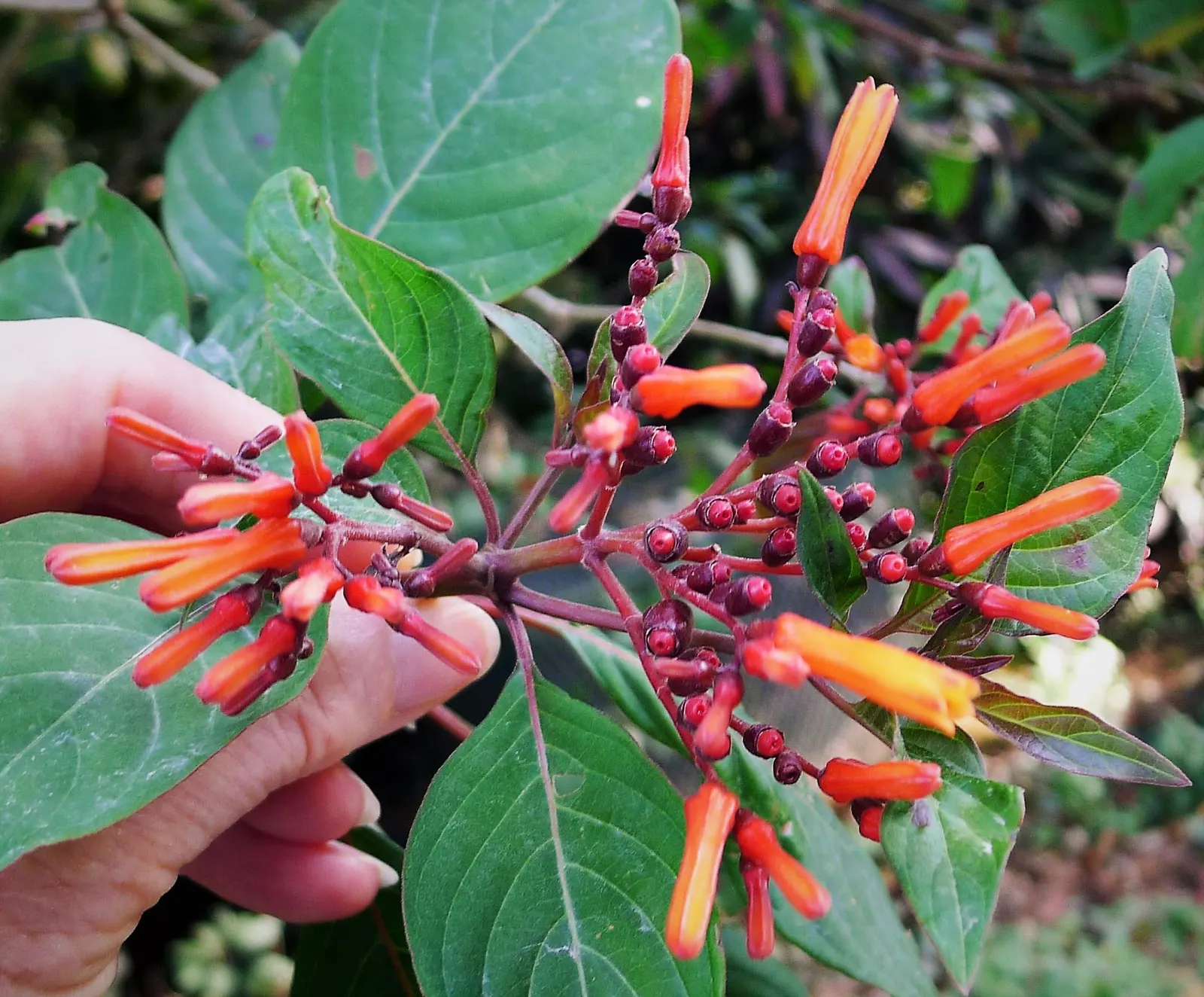Firecracker Bush (Hamelia Patens) — It requires well-draining soil and is moderately drought-tolerant once established, demanding minimal watering