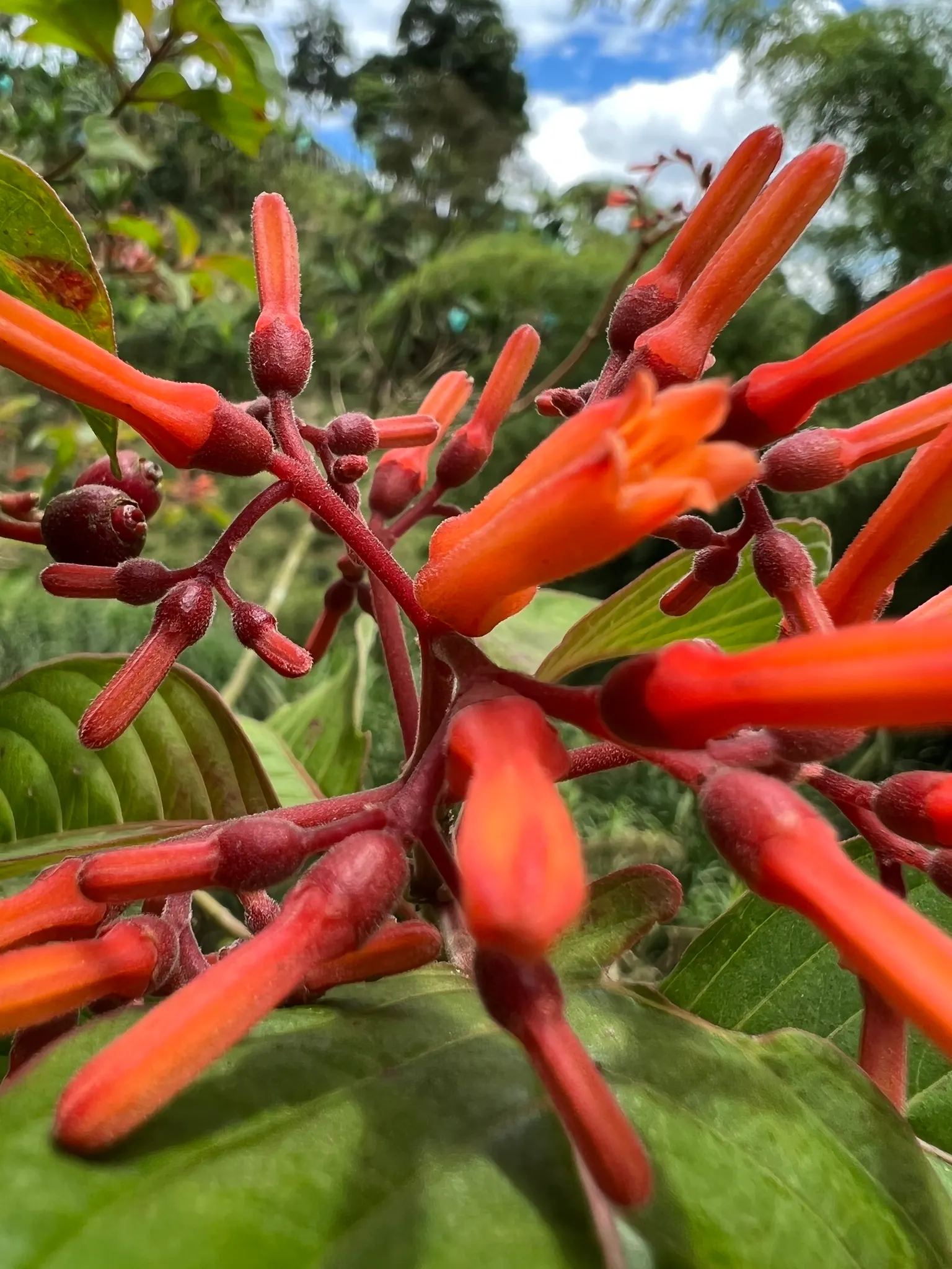 Firecracker Bush (Hamelia Patens) — orange and red flowers in the garden; can be pruned to maintain a desired shape or allowed to grow freely