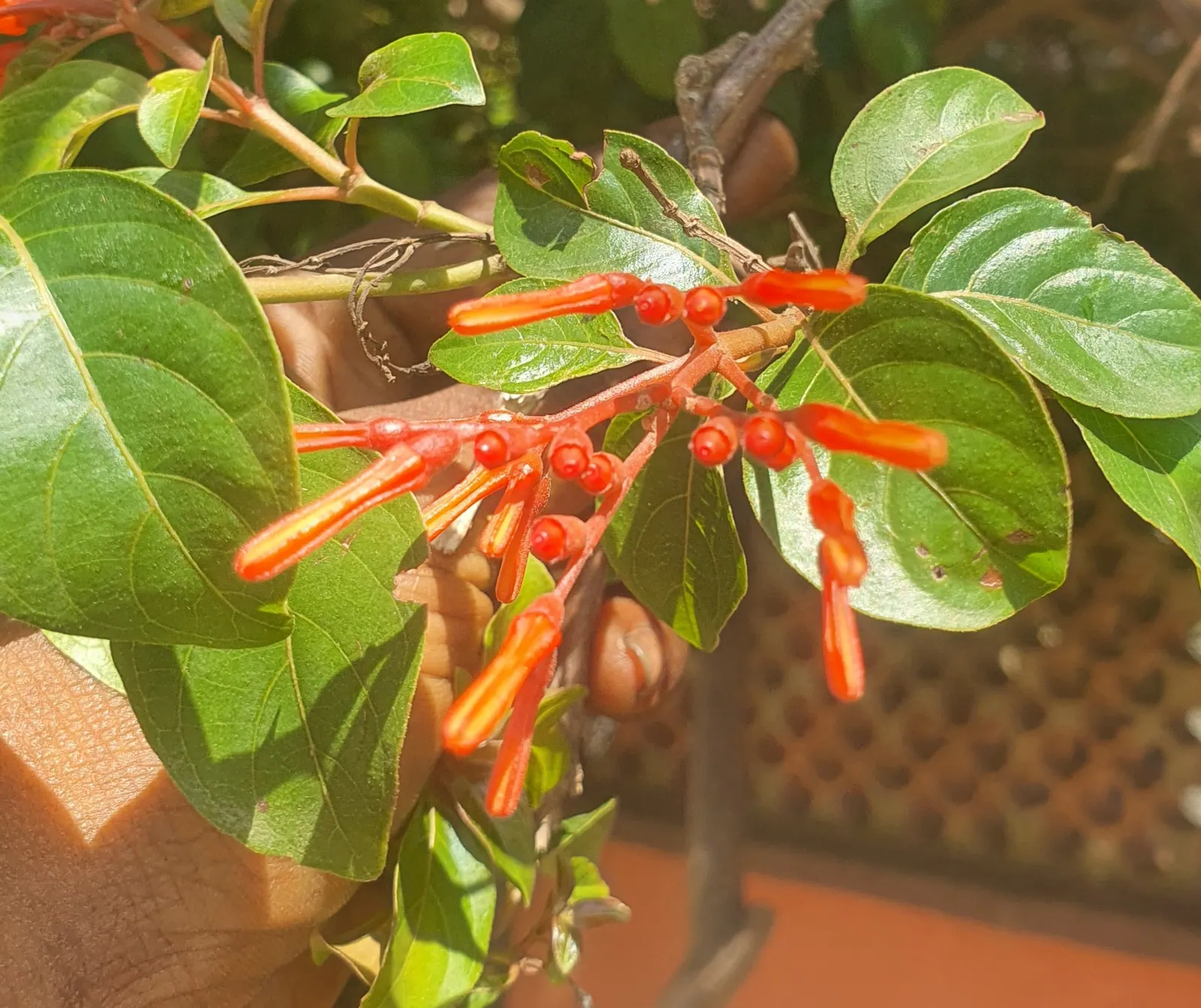 Firecracker Bush (Hamelia Patens) — The Firecracker Bush (Hamelia patens); thriving in full sun to partial shade, it typically reaches 3-5 feet tall and