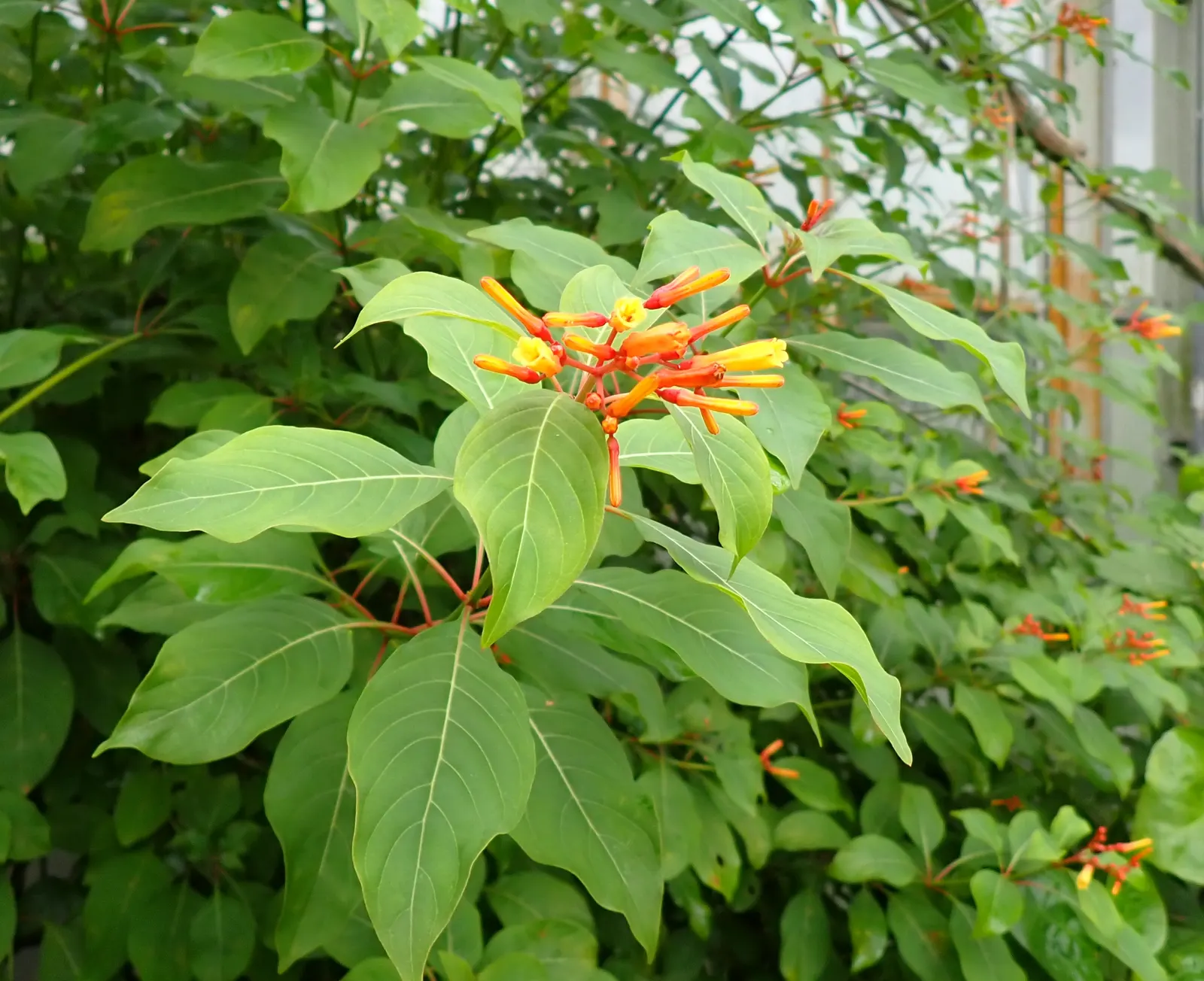 Firecracker Bush (Hamelia Patens) — can be pruned to maintain a desired shape or allowed to grow freely; combined with its moderate growth rate and, image 70