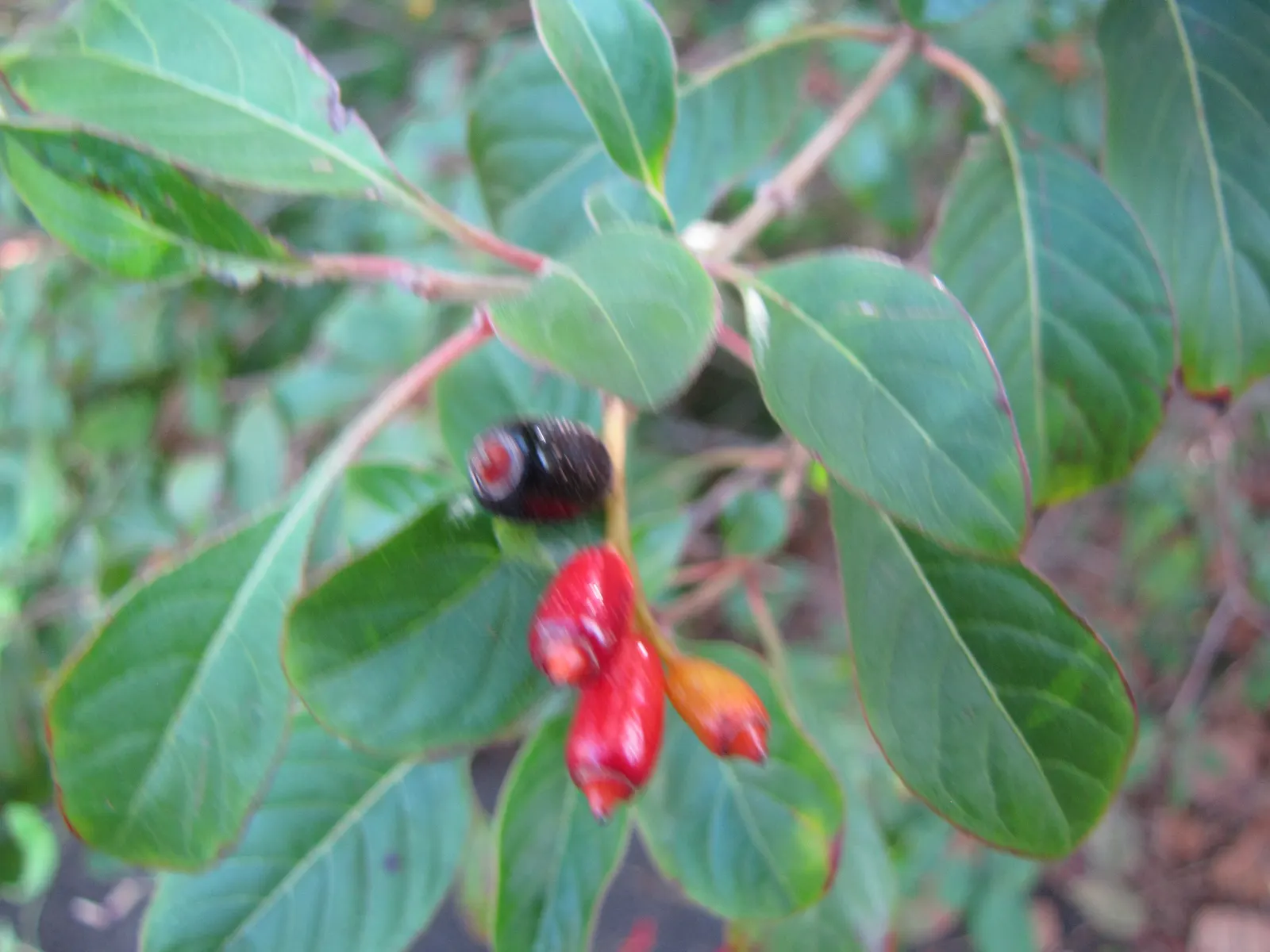Firecracker Bush (Hamelia Patens) — while the nectar-rich flowers attract pollinators such as hummingbirds and butterflies; it requires moderate watering and