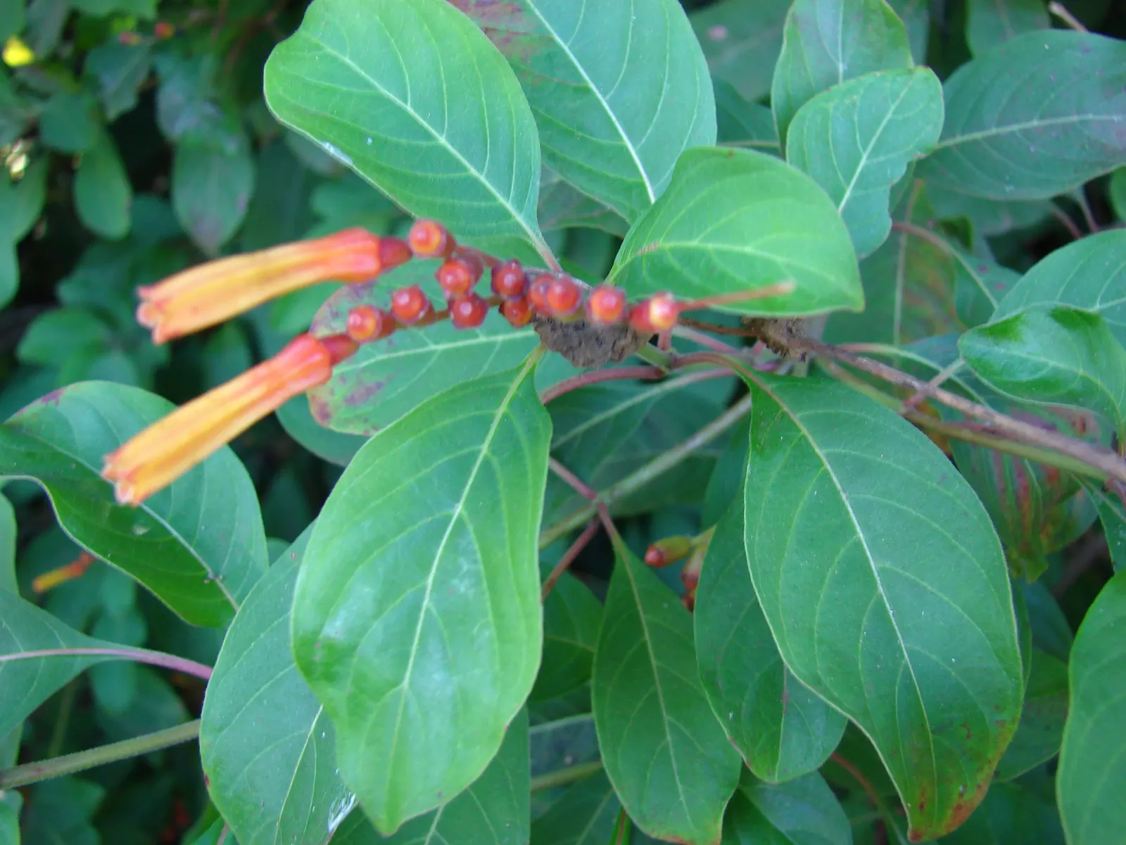 Firecracker Bush (Hamelia Patens) — consider its use as a specimen plant; the Hamelia patens thrives in full sun to partial shade exposures