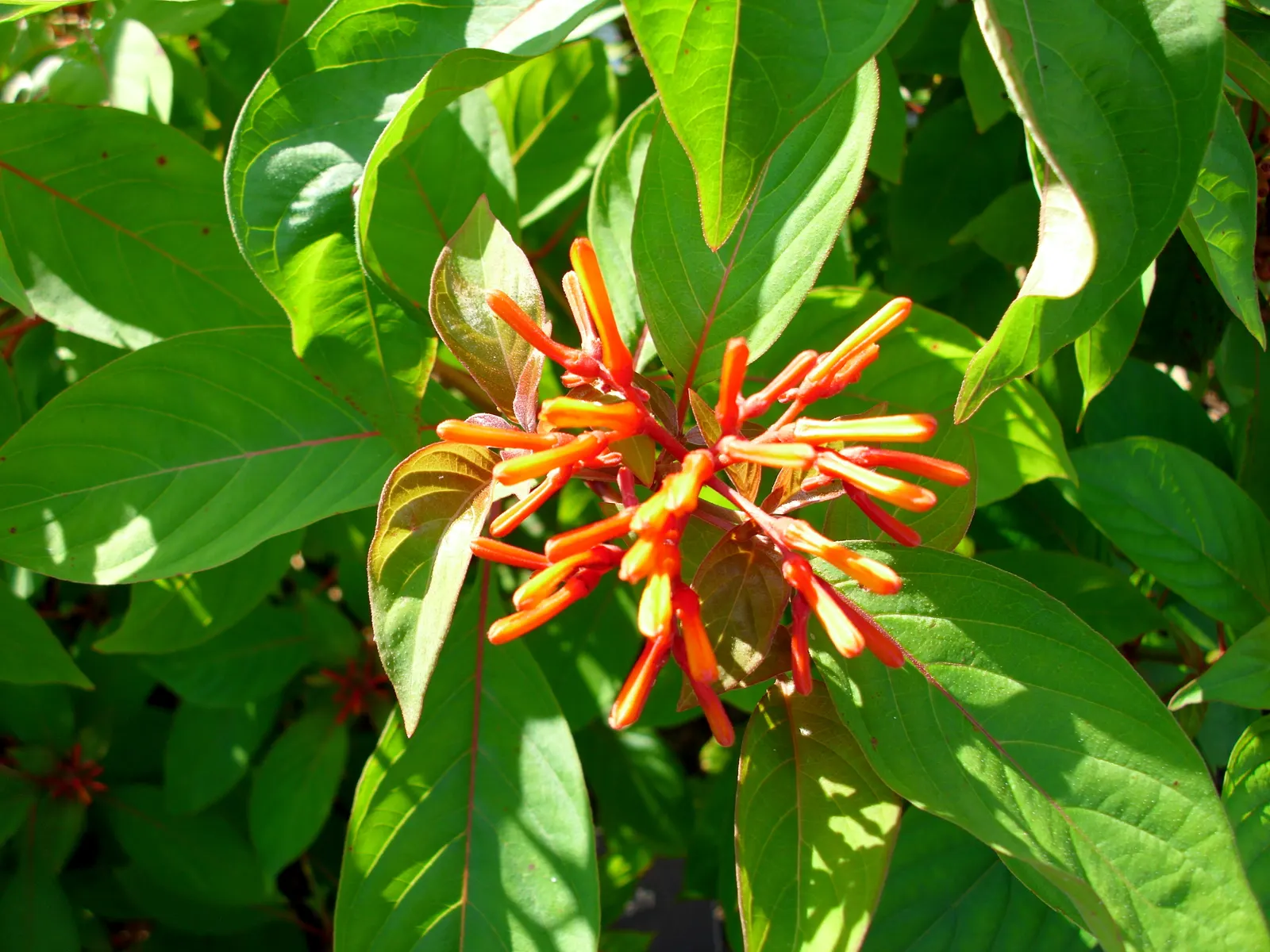 Firecracker Bush (Hamelia Patens) — which appear predominantly throughout the summer and fall