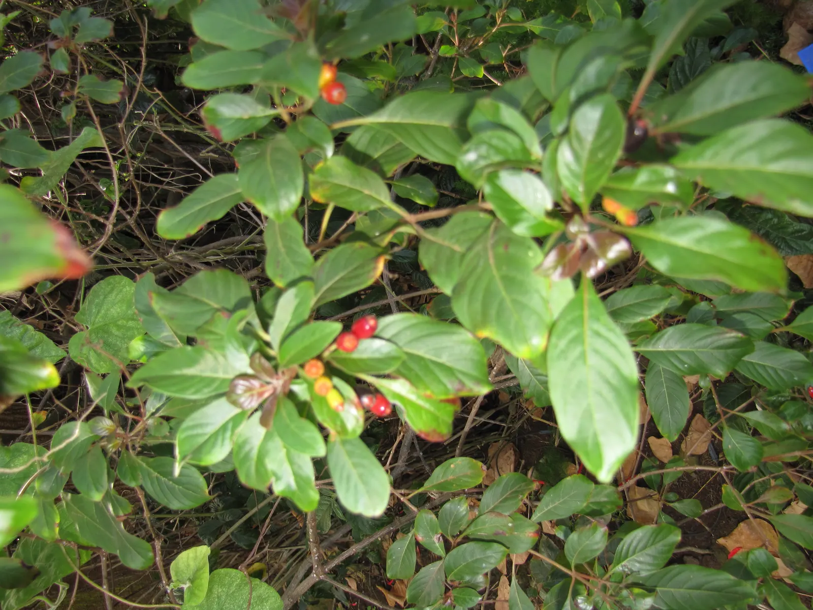 Firecracker Bush (Hamelia Patens) — combined with its moderate growth rate and relatively pest-free nature