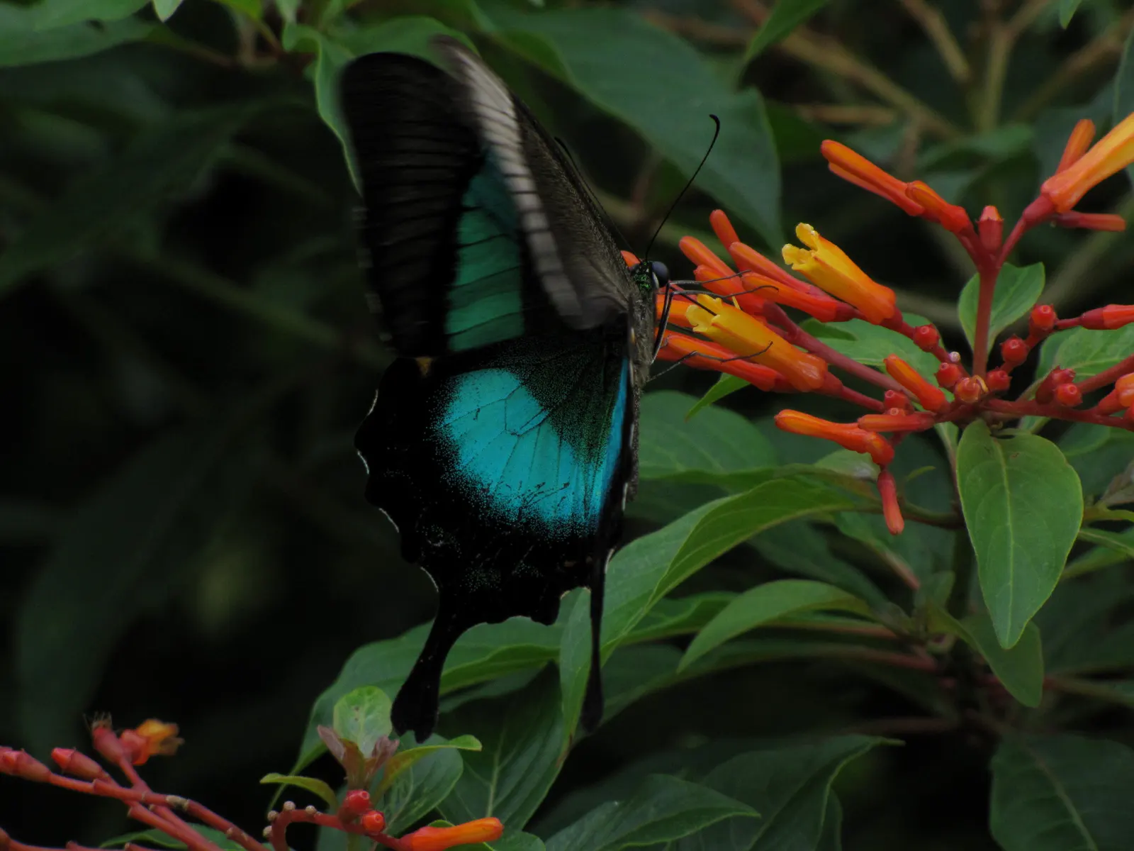 Firecracker Bush (Hamelia Patens) — shrub for full or half