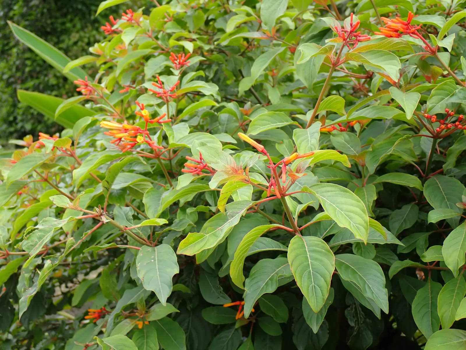 Firecracker Bush (Hamelia Patens) — bright green leaves provide a lush backdrop for the fiery show of tubular flowers that bloom in clusters, image 72