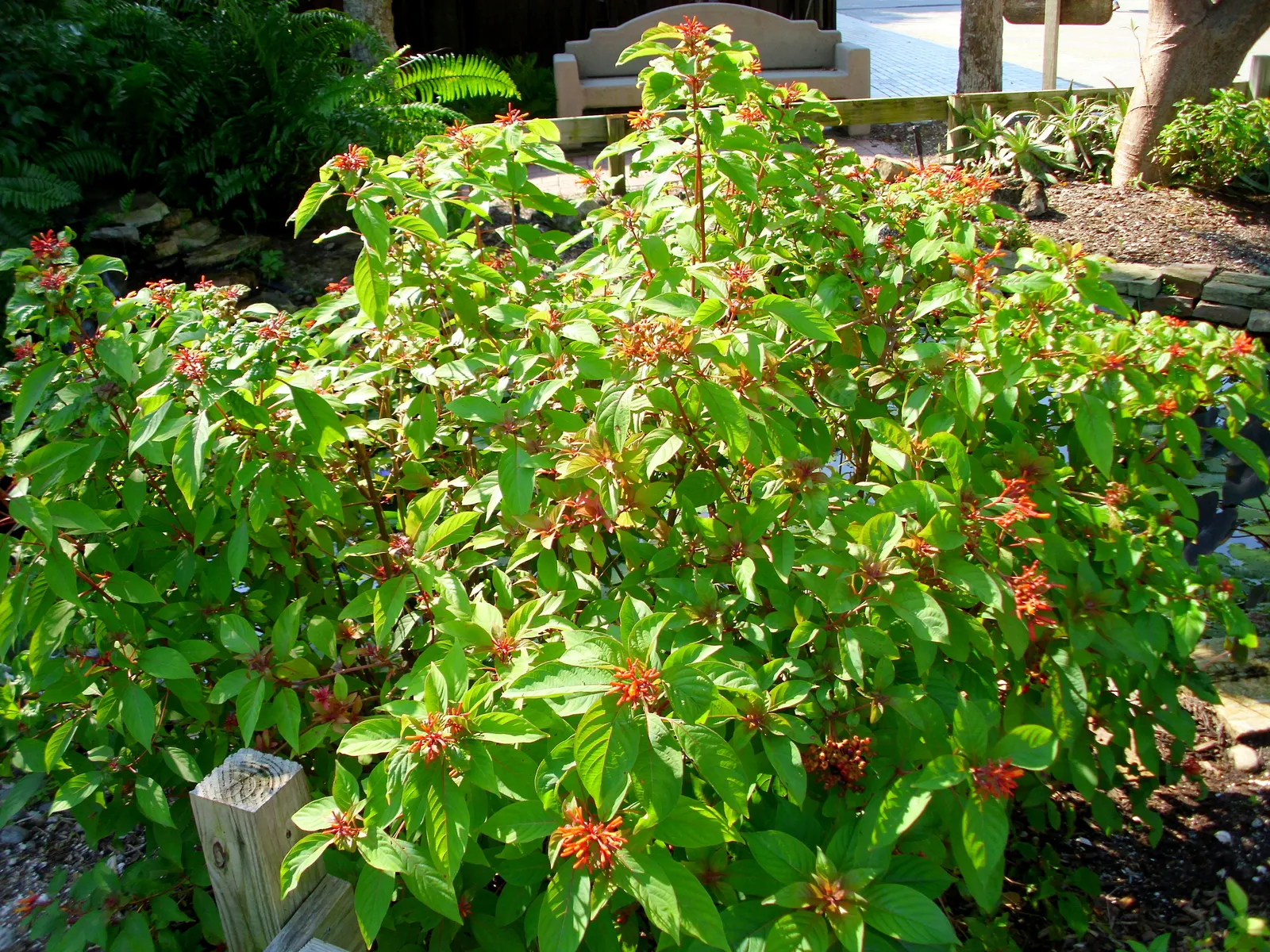 Firecracker Bush (Hamelia Patens) — bright green leaves provide a lush backdrop for the fiery show of tubular flowers that bloom in clusters