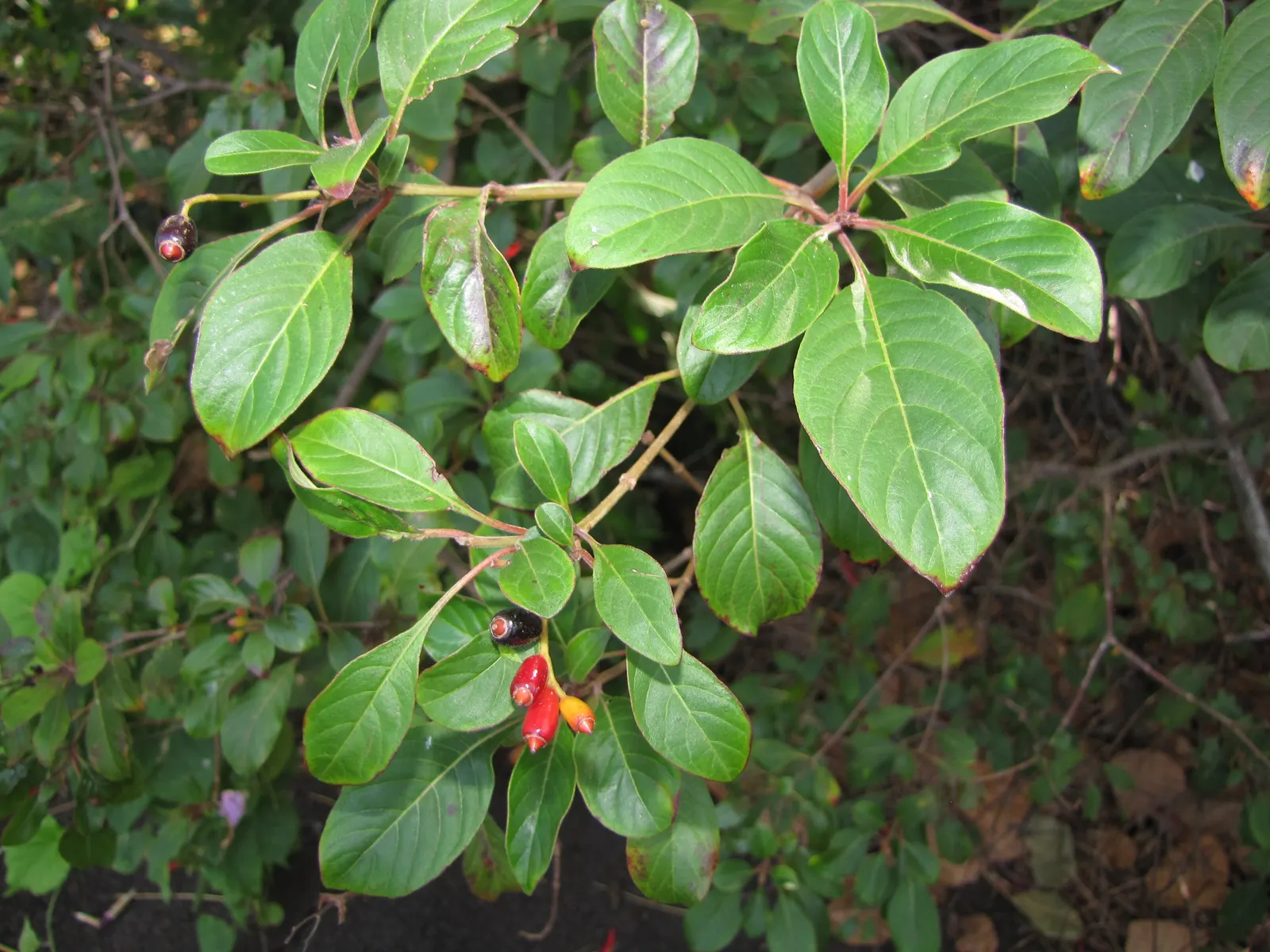 Firecracker Bush (Hamelia Patens) — a vibrant perennial shrub