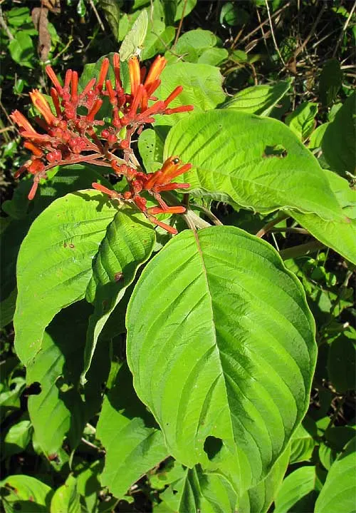 Firecracker Bush (Hamelia Patens) — ranging in size from 3 to 5 feet in width and reaching heights of up to 5 to 8 feet; resembling flickering, image 69