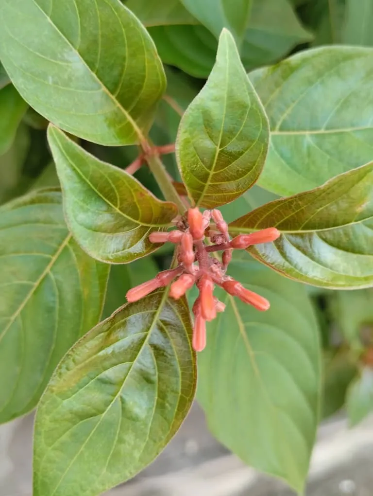 Firecracker Bush (Hamelia Patens) — peaking in summer and fall; offering a brilliant display of color and a bustling hub for local wildlife