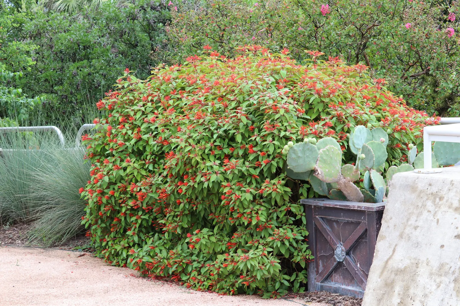 Firecracker Bush (Hamelia Patens) — naturalistic feel to garden spaces.<br><br>Its elongated