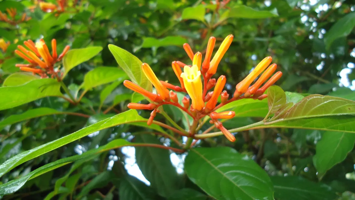 Firecracker Bush (Hamelia Patens) — which appear predominantly throughout the summer and fall, image 73