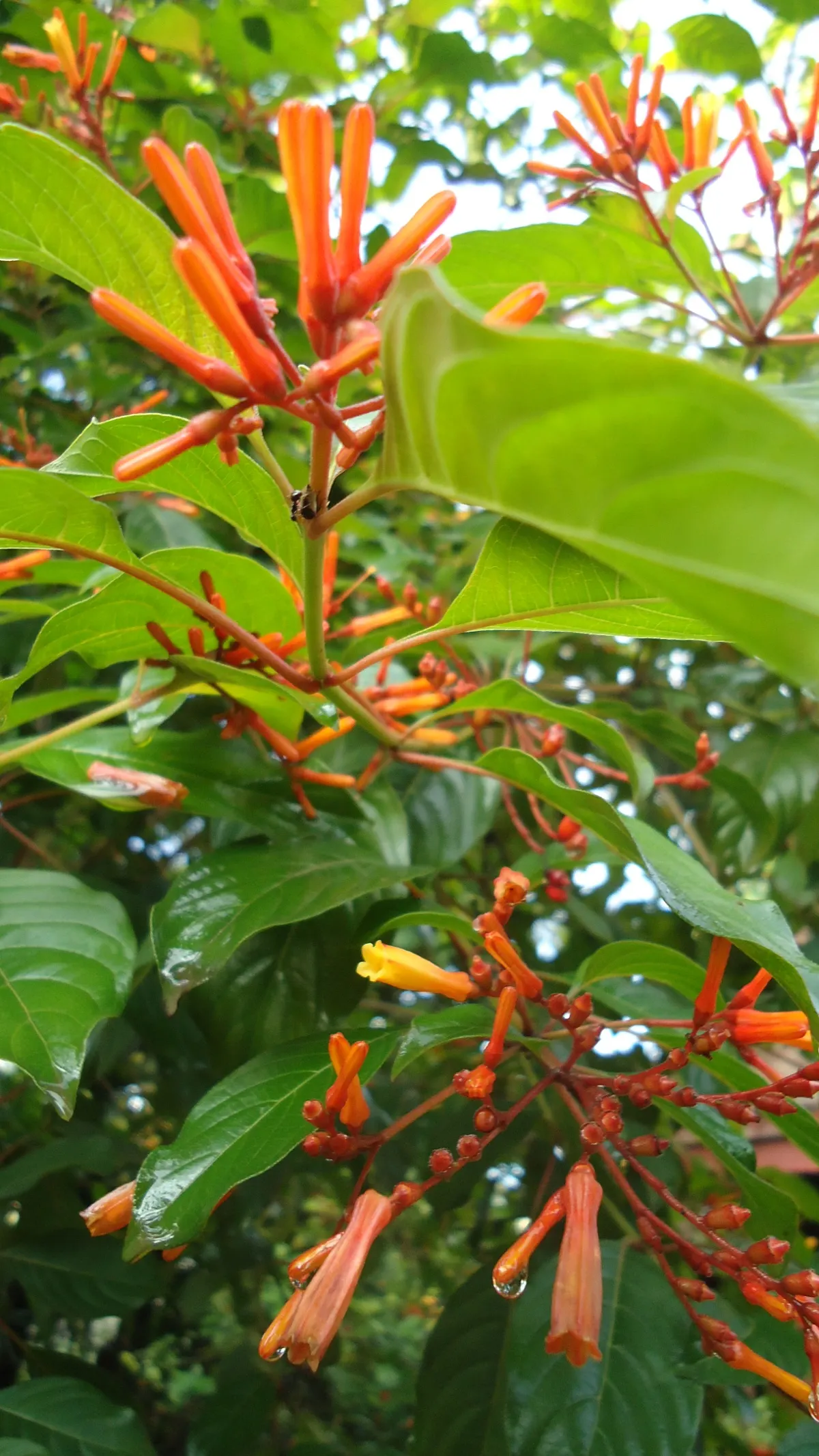Firecracker Bush (Hamelia Patens) — consider its use as a specimen plant