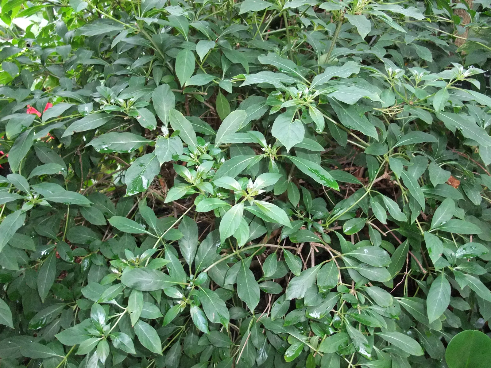 Firecracker Bush (Hamelia Patens) — or as part of a mixed border to provide textural contrast
