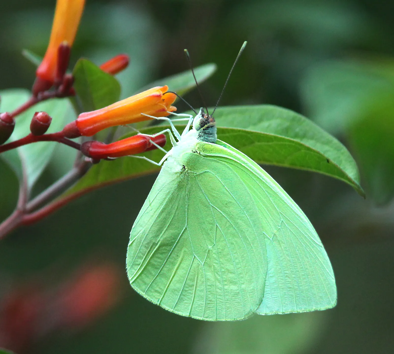 Firecracker Bush (Hamelia Patens) — bright green leaves provide a lush backdrop for the fiery show of tubular flowers that bloom in clusters; scientifically