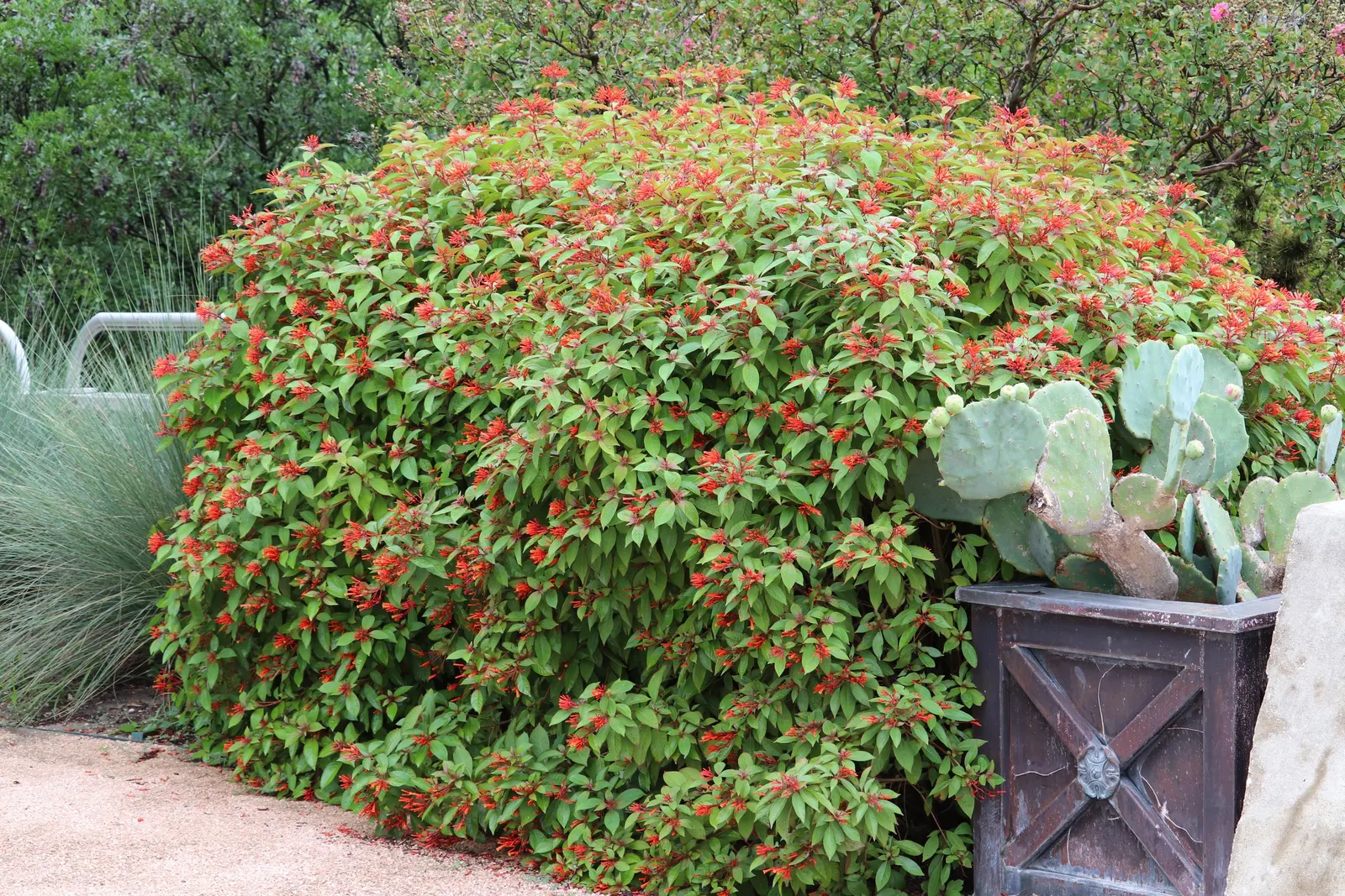 Firecracker Bush (Hamelia Patens) — combined with its moderate growth rate and relatively pest-free nature; naturalistic feel to garden, image 81