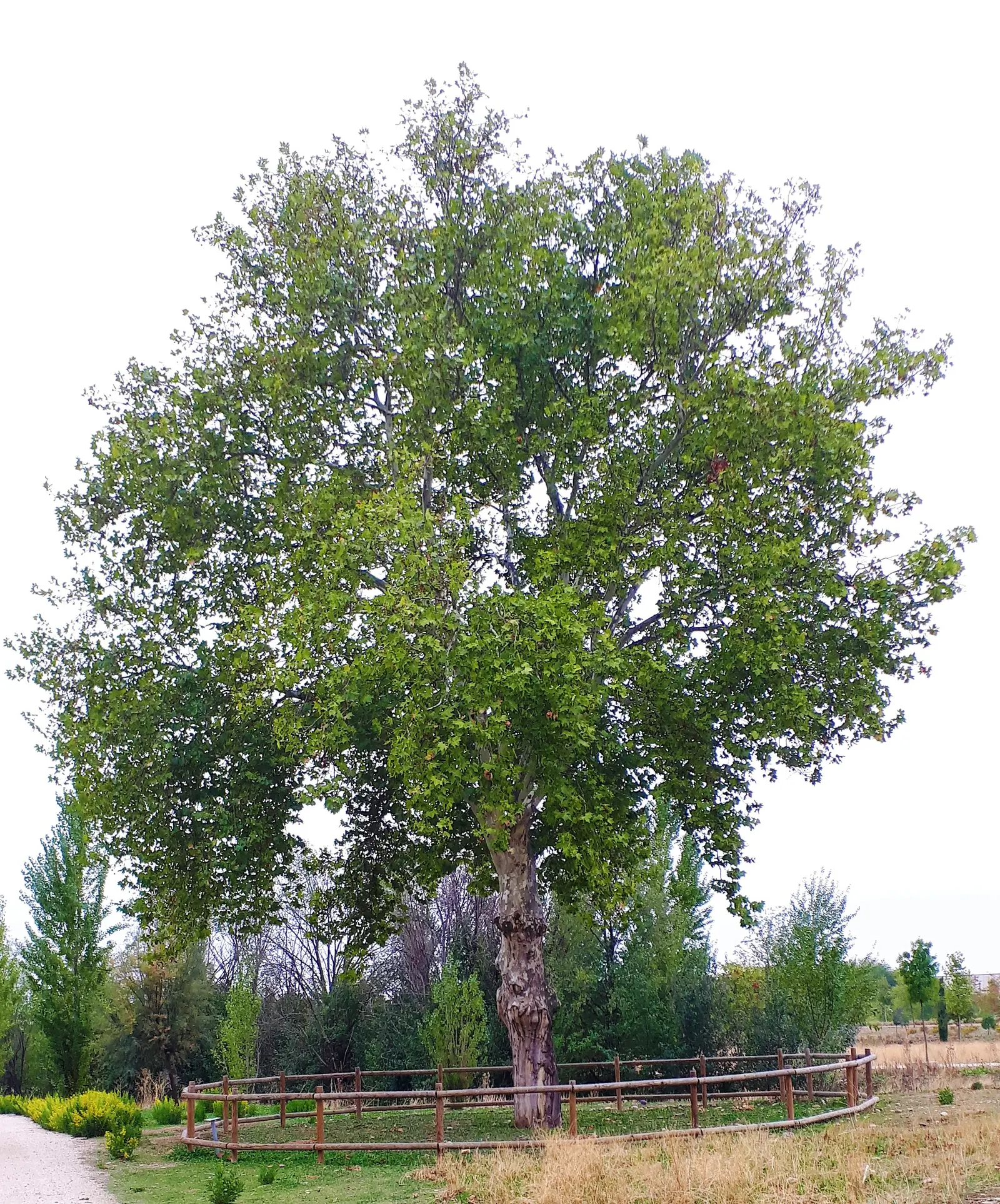 London Plane Tree (Platanus X Hispanica) — It is recommended to allocate ample room away from foundations, sidewalks, and underground utilities