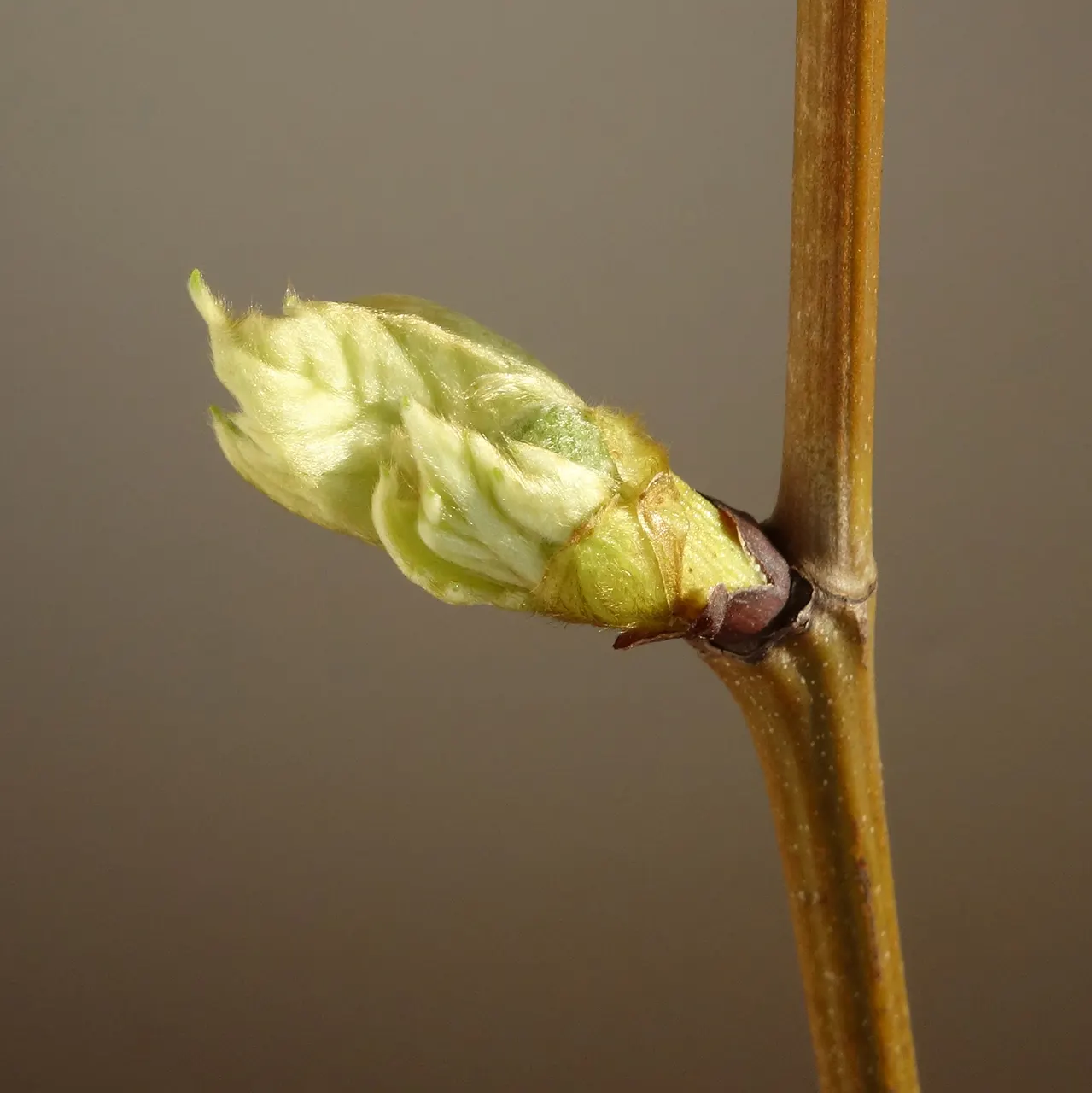 London Plane Tree (Platanus X Hispanica) — Adaptable to various soils; scientifically known as Platanus x hispanica, image 74
