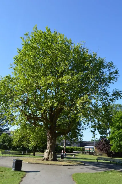 London Plane Tree (Platanus X Hispanica) — its mottled bark and broad leaves provide robust shade and aesthetic appeal; renowned for its resilience, image 73