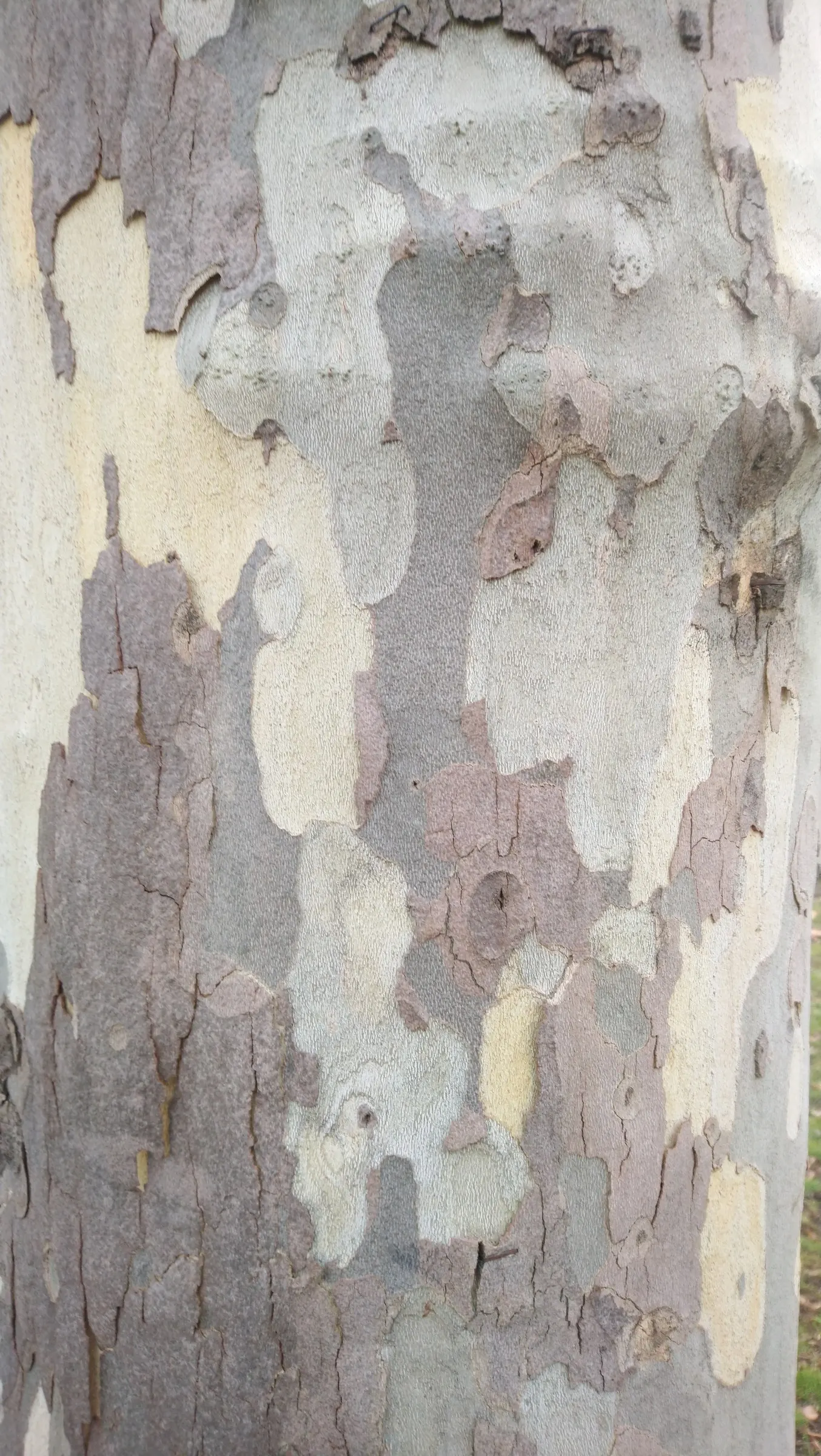 London Plane Tree (Platanus X Hispanica) — London Plane Trees are also known for their resistance to pests and diseases; the London Plane Tree, image 63