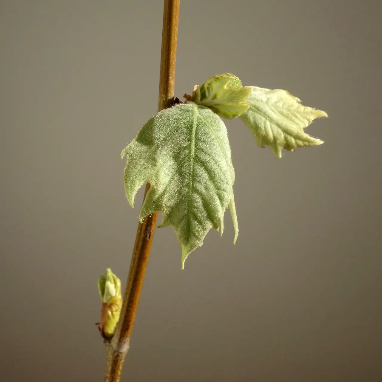 London Plane Tree (Platanus X Hispanica) — its mottled bark and broad leaves provide robust shade and aesthetic appeal