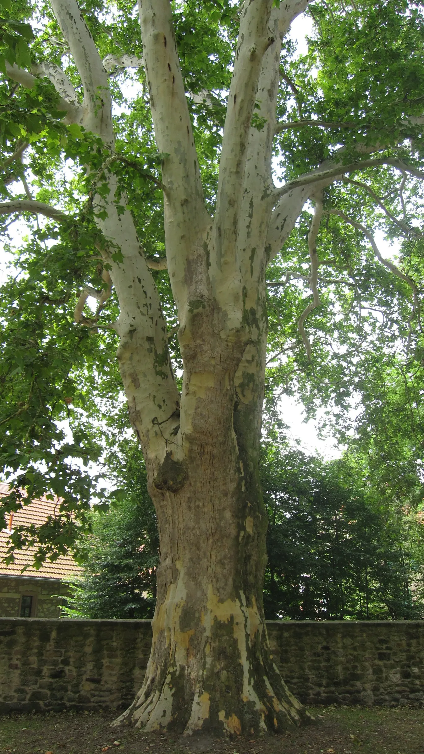London Plane Tree (Platanus X Hispanica) — it thrives in full sun and boasts a high pollution tolerance