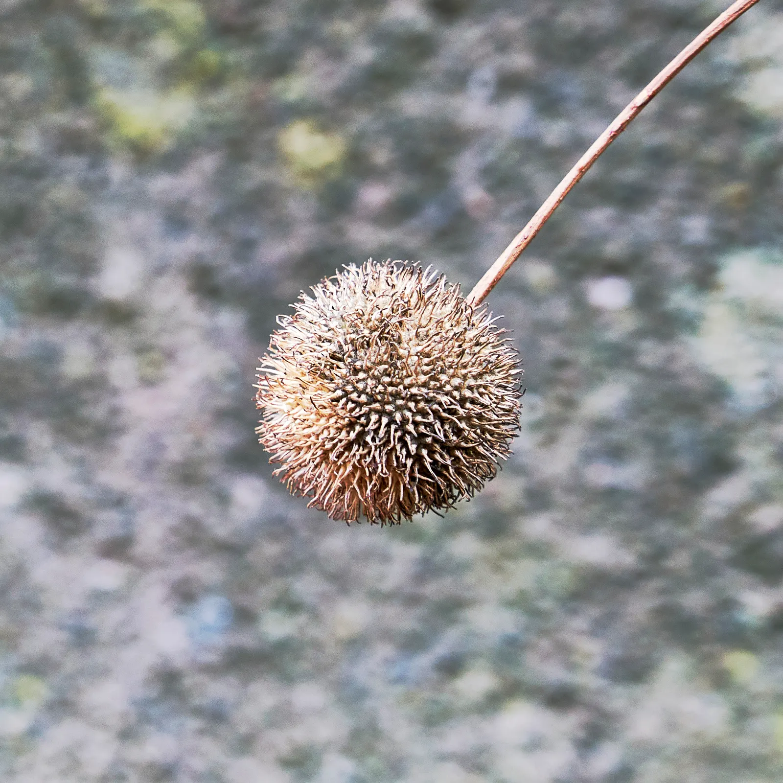 London Plane Tree (Platanus X Hispanica) — London Plane Trees are also known for their resistance to pests and diseases; the London Plane Tree (Platanus x