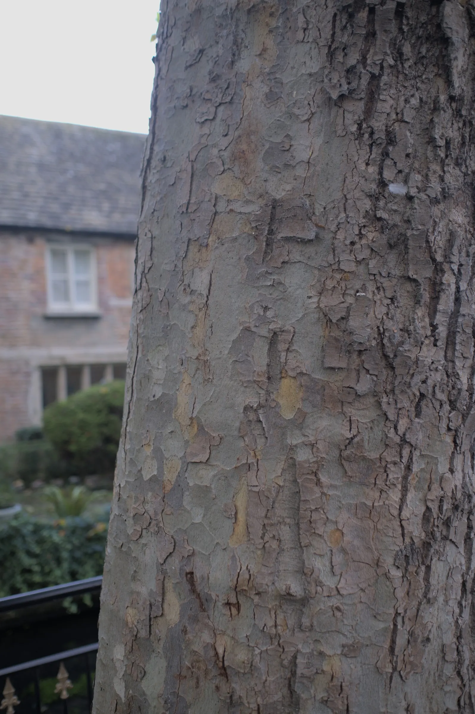London Plane Tree (Platanus X Hispanica) — Regular watering will encourage a strong establishment especially in the first few years; maple-like leaves adorn