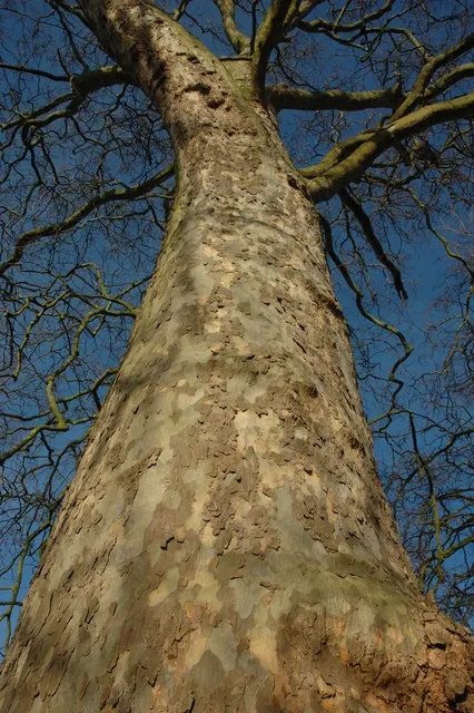 London Plane Tree (Platanus X Hispanica) — and gray hues that serve as a visual interest throughout the year; growing up to 100 feet tall with a spread of 80
