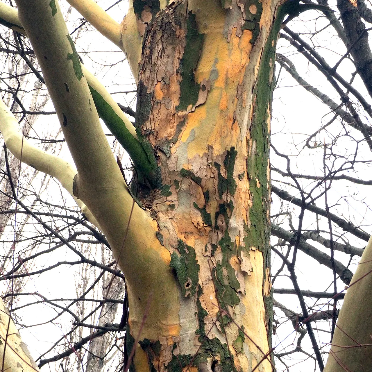 London Plane Tree (Platanus X Hispanica) — exfoliating in irregular patches to reveal a mosaic of cream; regular watering will encourage a strong, image 82