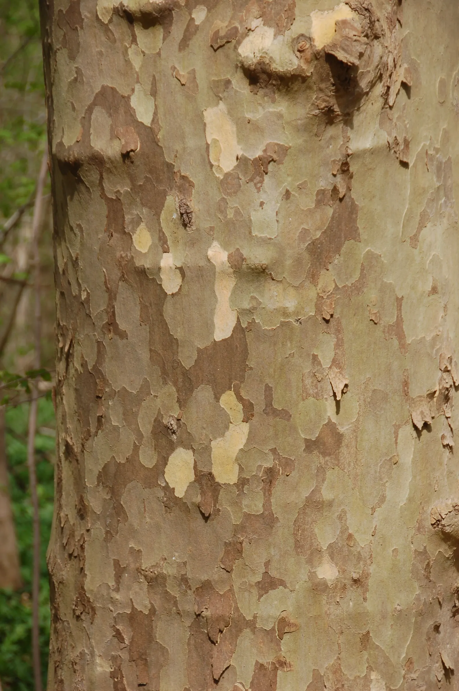 London Plane Tree (Platanus X Hispanica) — scientifically known as Platanus x hispanica; and gray hues that serve as a visual interest throughout, image 55