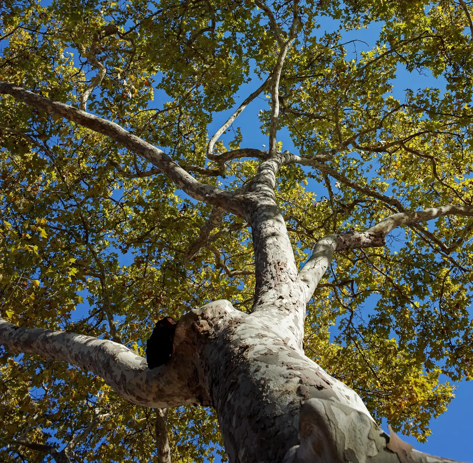 London Plane Tree (Platanus X Hispanica) — Regular watering will encourage a strong establishment especially in the first few years; maple-like, image 65
