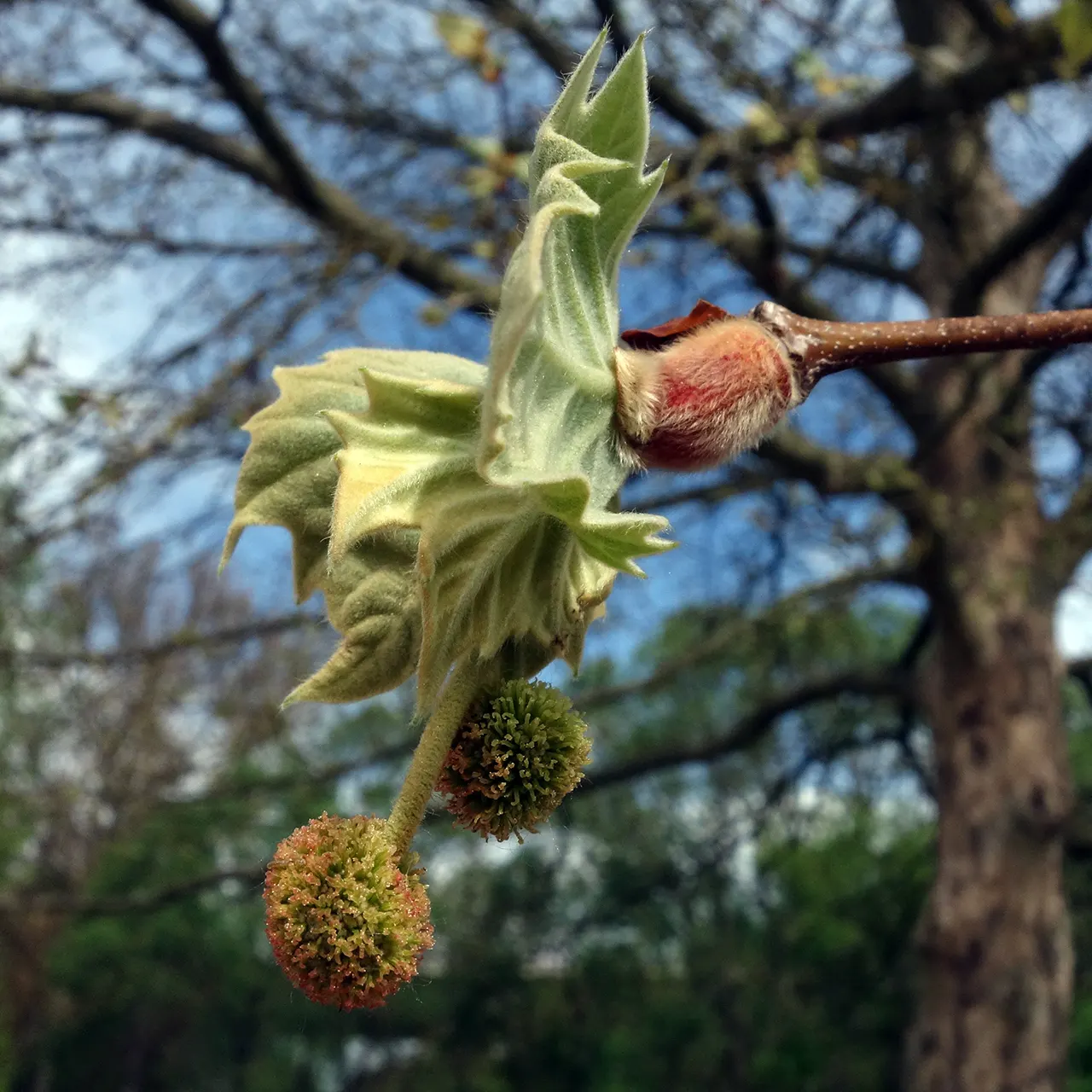 London Plane Tree (Platanus X Hispanica) — making it a staple in urban landscapes; tree for full, image 76