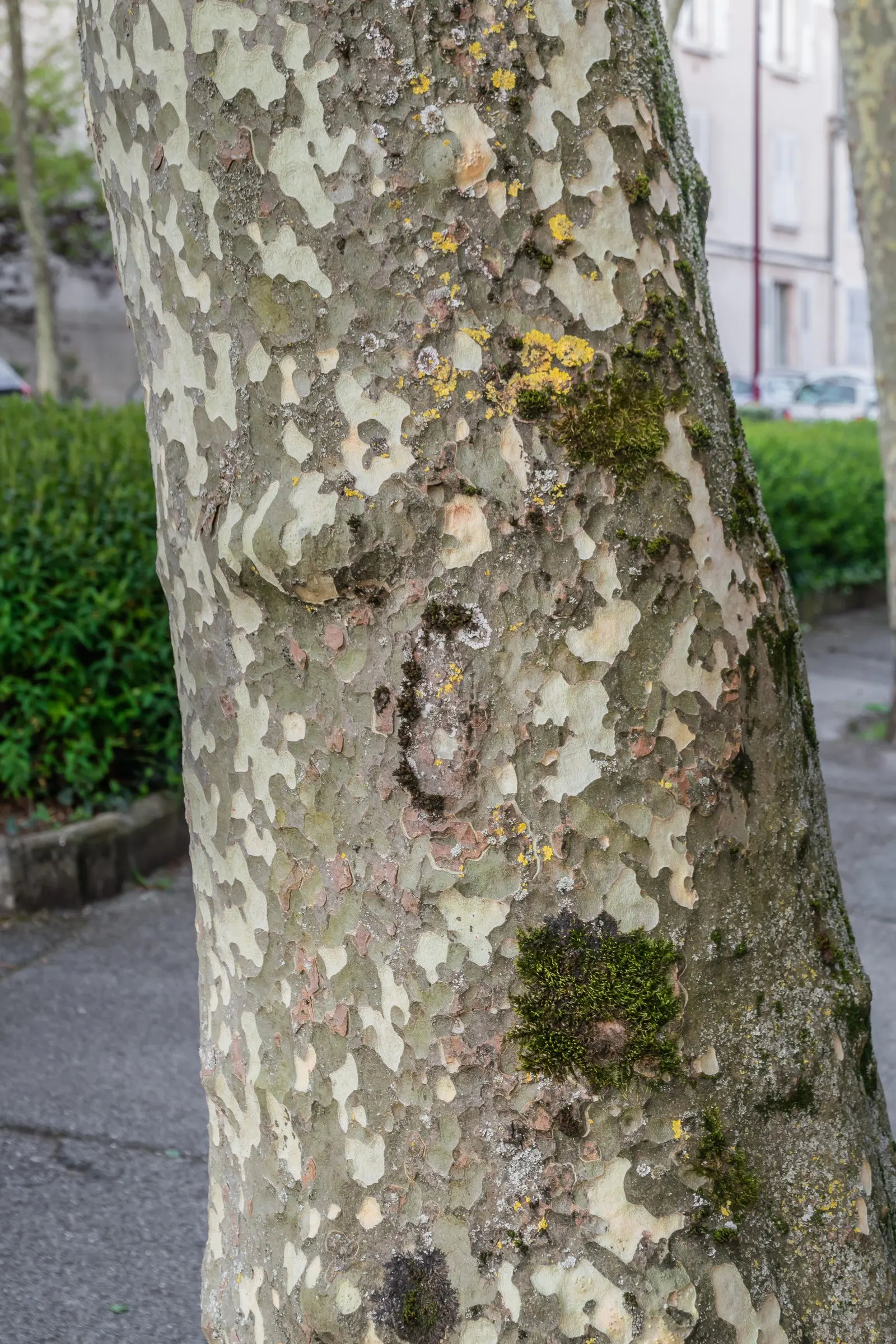 London Plane Tree (Platanus X Hispanica) — it thrives in full sun and boasts a high pollution tolerance; it is recommended to allocate ample room away from