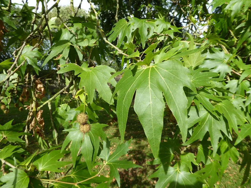 London Plane Tree (Platanus X Hispanica) — renowned for its resilience and extensive canopy; offering broad shade coverage