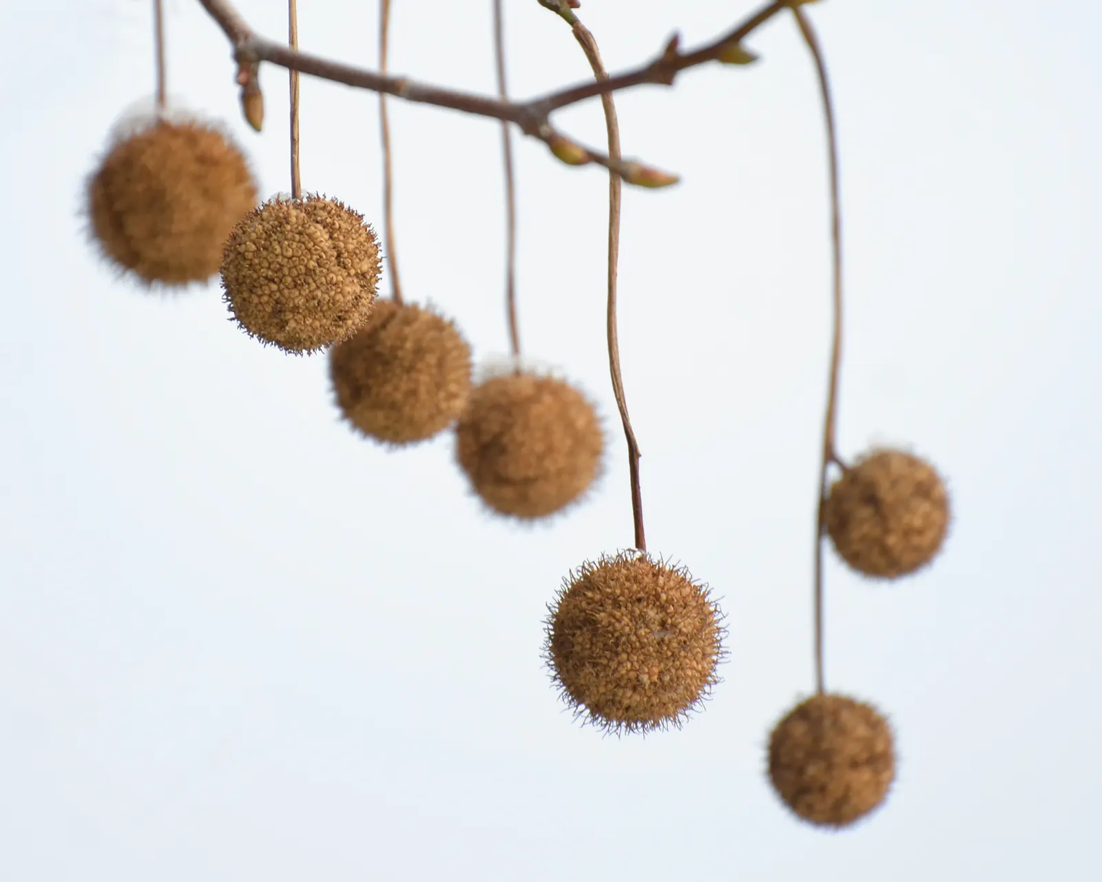 London Plane Tree (Platanus X Hispanica) — where its grand stature and ecological benefits can be fully appreciated