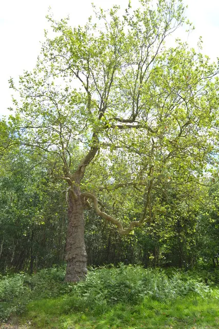 London Plane Tree (Platanus X Hispanica) — this resilient tree is relatively drought tolerant